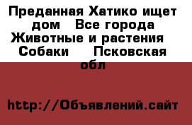 Преданная Хатико ищет дом - Все города Животные и растения » Собаки   . Псковская обл.